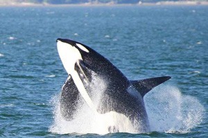 Puget Sound Express - whale watching day trips