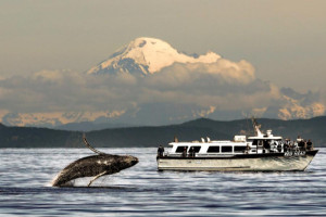 Puget Sound Express - whale watching day trips
