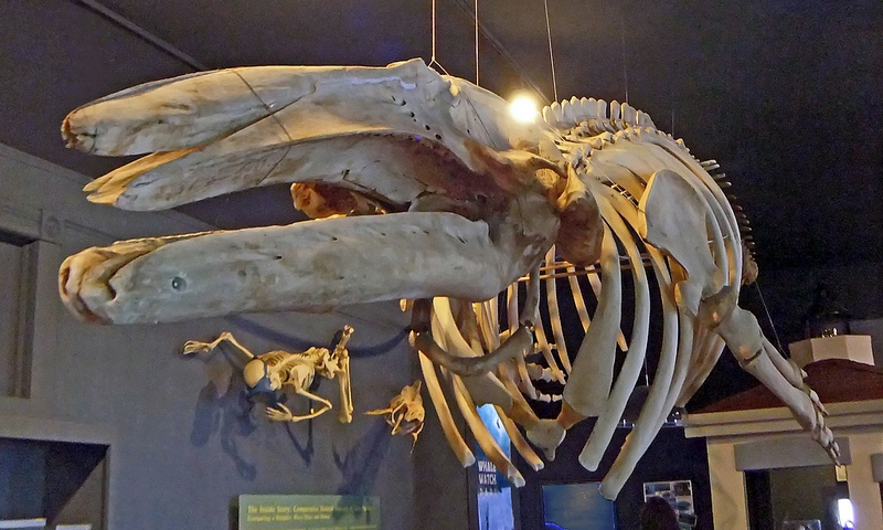 San Juan Island Whale Museum