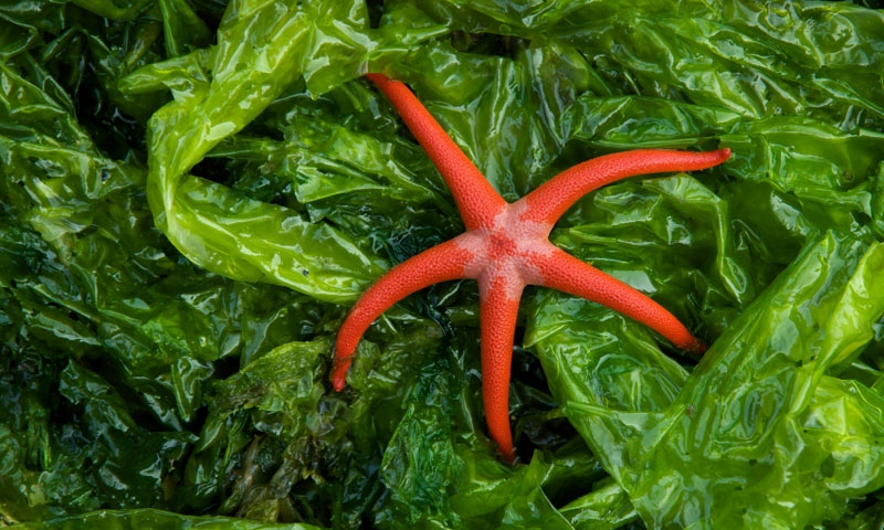 Star Fish in Kelp in Puget Sound