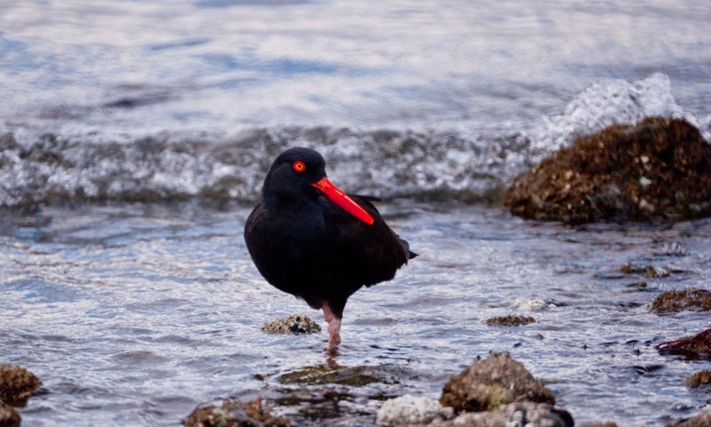 Black Oyster Catcher in Fort Flagler State Park in Washington