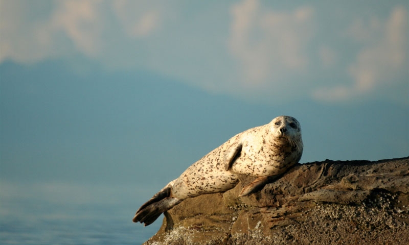 Sea Lion at Winter Harbor on San Juan Island