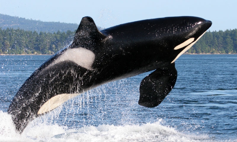 Whale Watching near the San Juan Islands