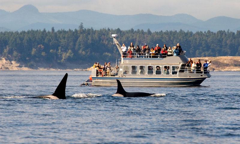 Whale Watching Tour near Victoria BC