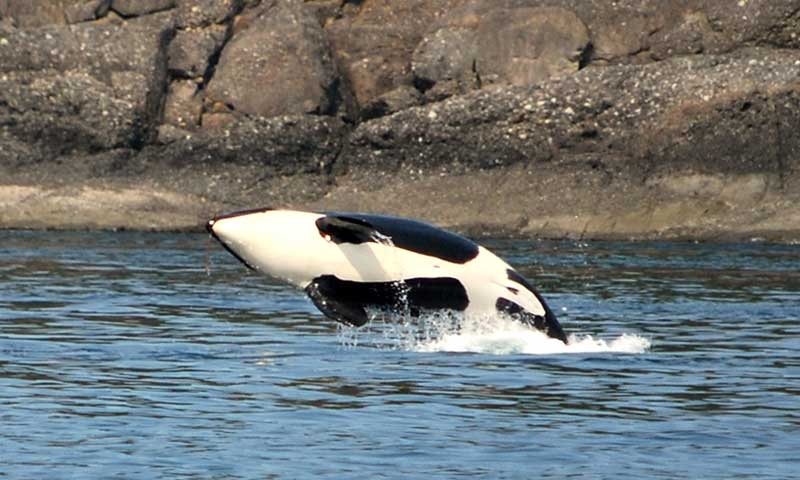 Whale Watching Tour in the San Juan Islands