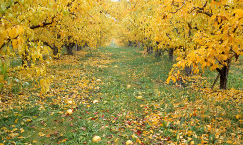 Farms & Orchards