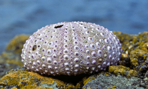 Tide Pools